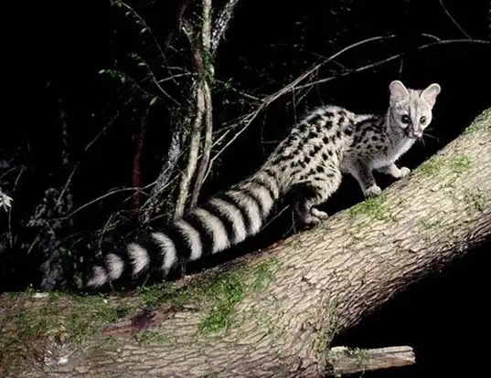 The Servaline Genet
